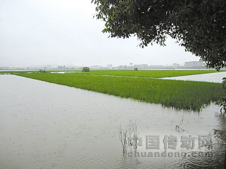 圖為受淹的寧波余姚黃家埠糧食功能區(qū)，稻田受淹最深處有1.5米
